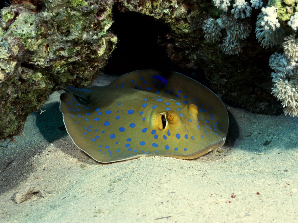 A beleza colorida estontenate do mundo subaqutico 68