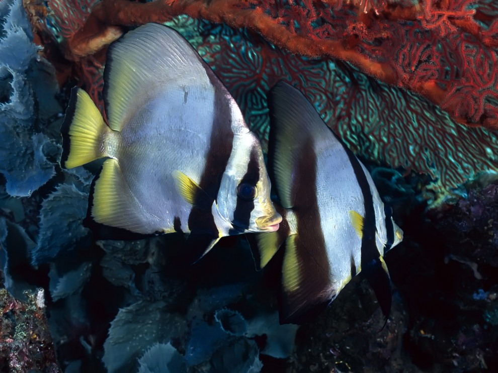 A beleza colorida estontenate do mundo subaqutico 72