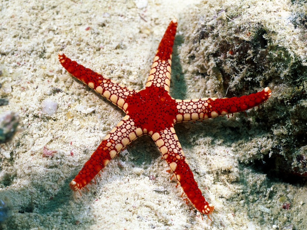 A beleza colorida estontenate do mundo subaqutico 73