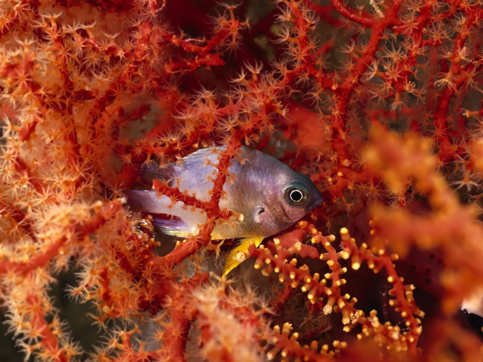 A beleza colorida estontenate do mundo subaqutico 74
