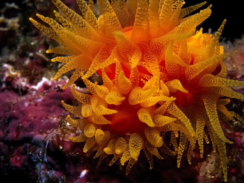 A beleza colorida estontenate do mundo subaqutico 75