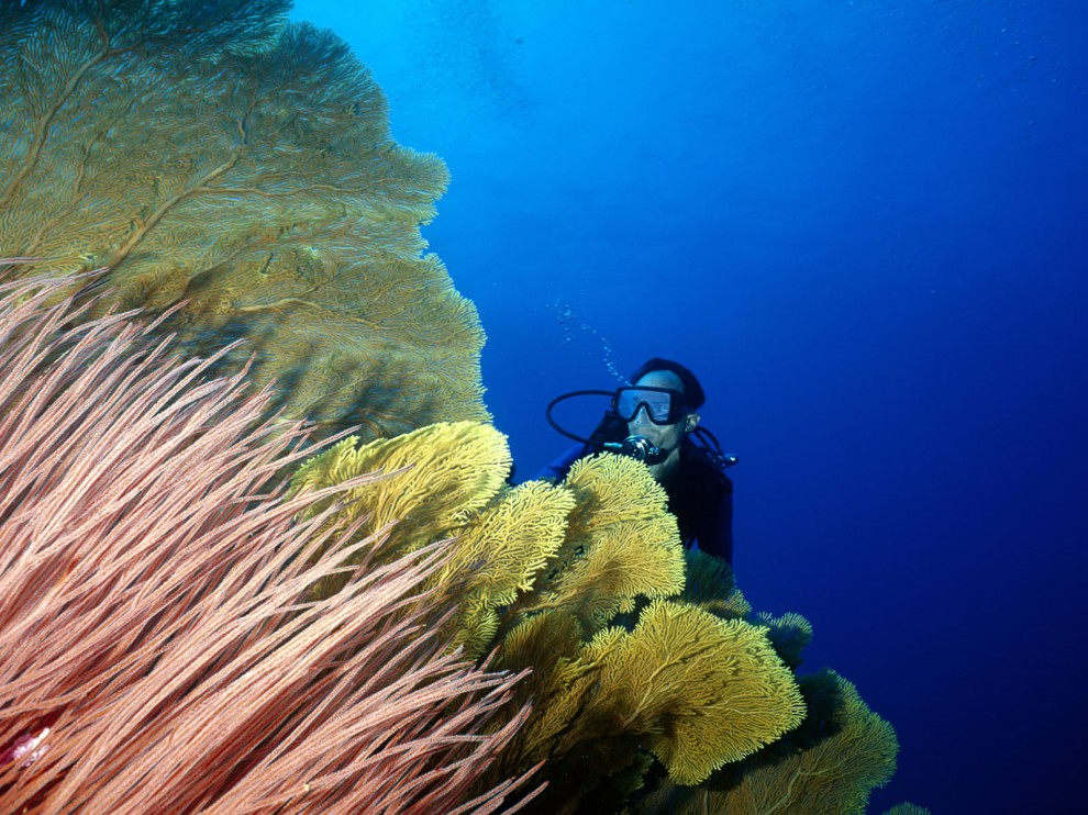 A beleza colorida estontenate do mundo subaqutico 76