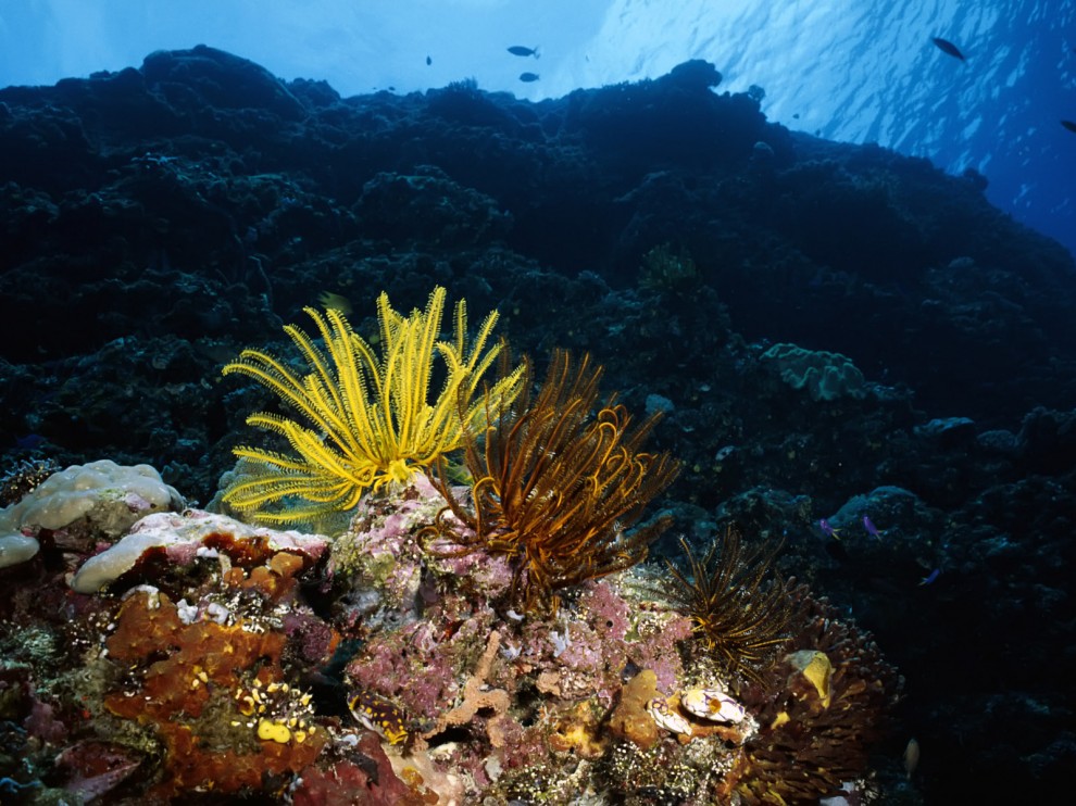 A beleza colorida estontenate do mundo subaqutico 77