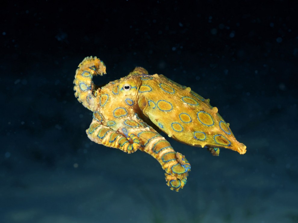 A beleza colorida estontenate do mundo subaqutico 80