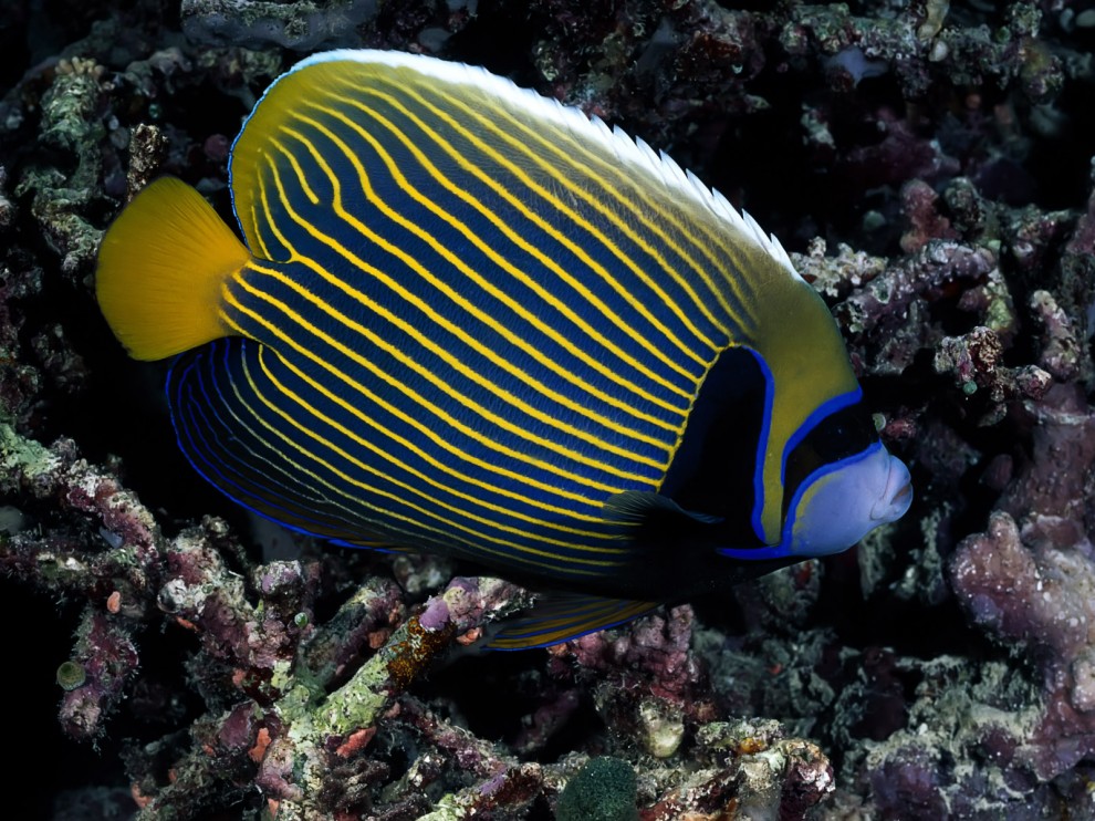A beleza colorida estontenate do mundo subaqutico 81
