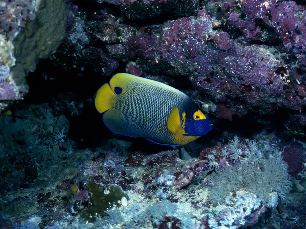 A beleza colorida estontenate do mundo subaqutico 82