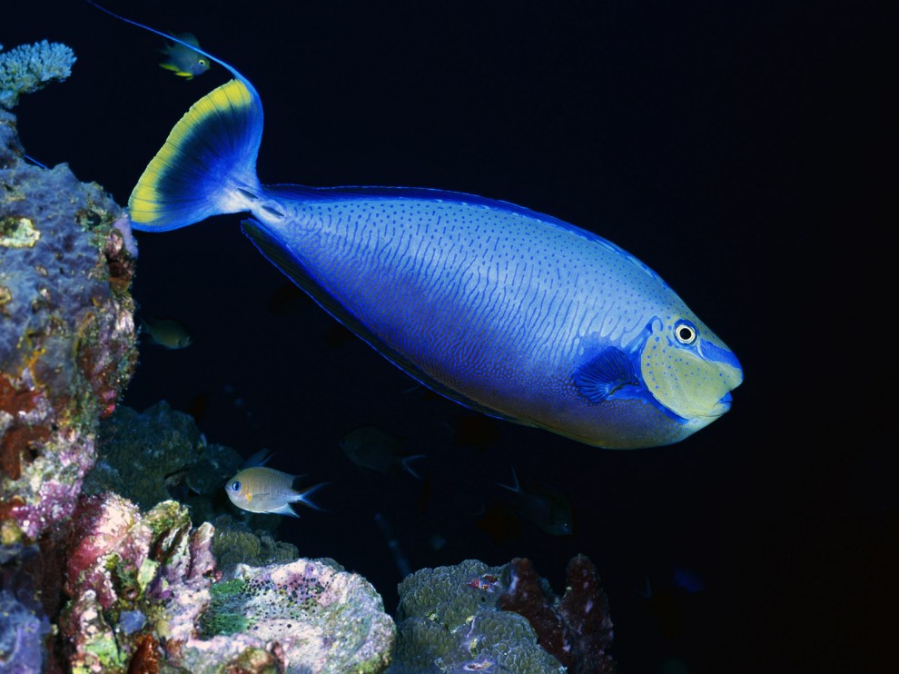 A beleza colorida estontenate do mundo subaqutico 83