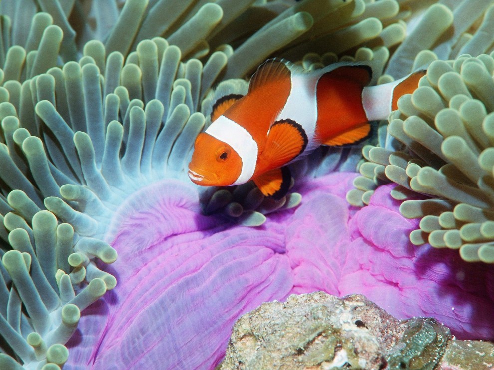 A beleza colorida estontenate do mundo subaqutico 84