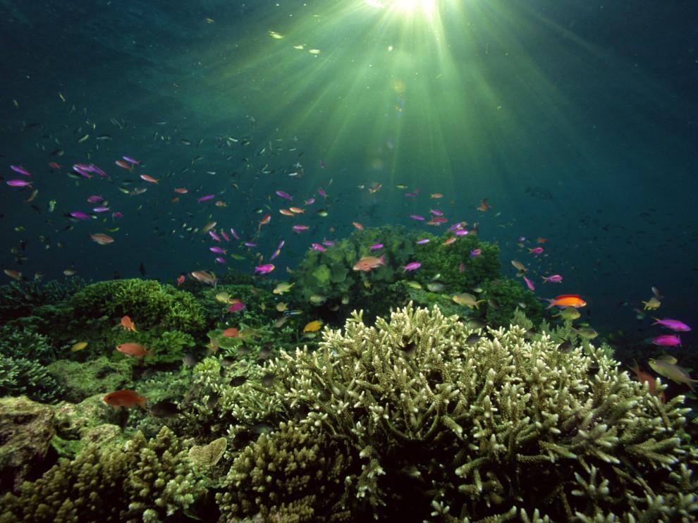 A beleza colorida estontenate do mundo subaqutico 85