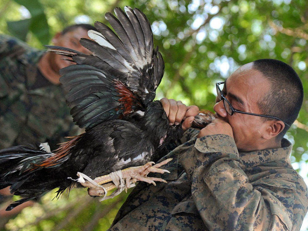 Cobra Gold 2013 - Militares sobrevivem com sangue de cobra na selva tailandesa 11