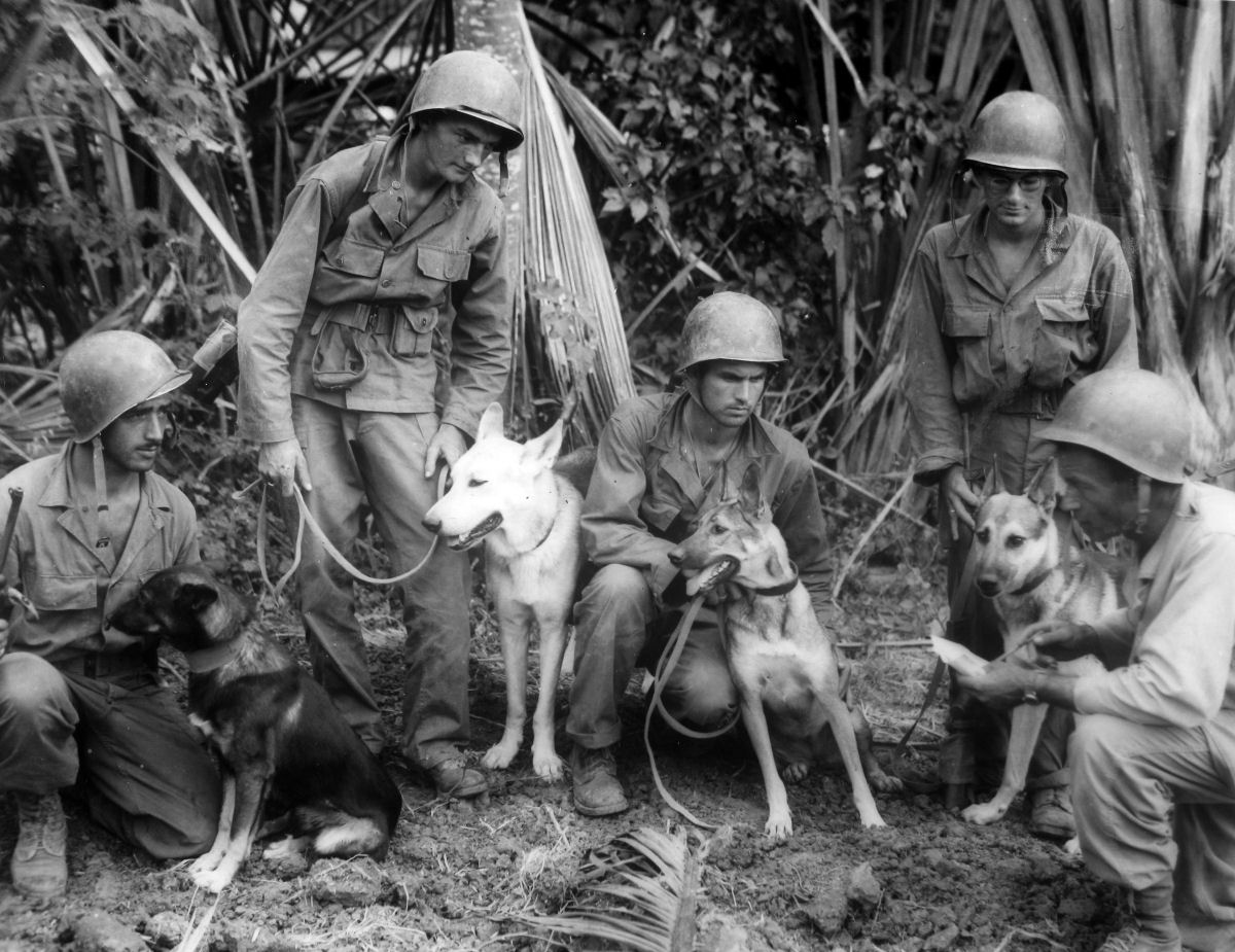 Você sabia que os americanos planejaram invadir o Japão com cães na Segunda Guerra?