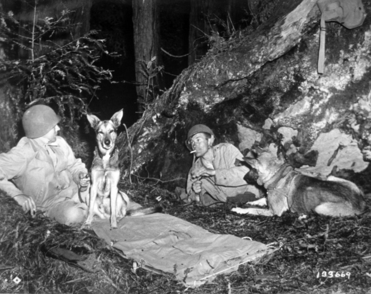 Você sabia que os americanos planejaram invadir o Japão com cães na Segunda Guerra?